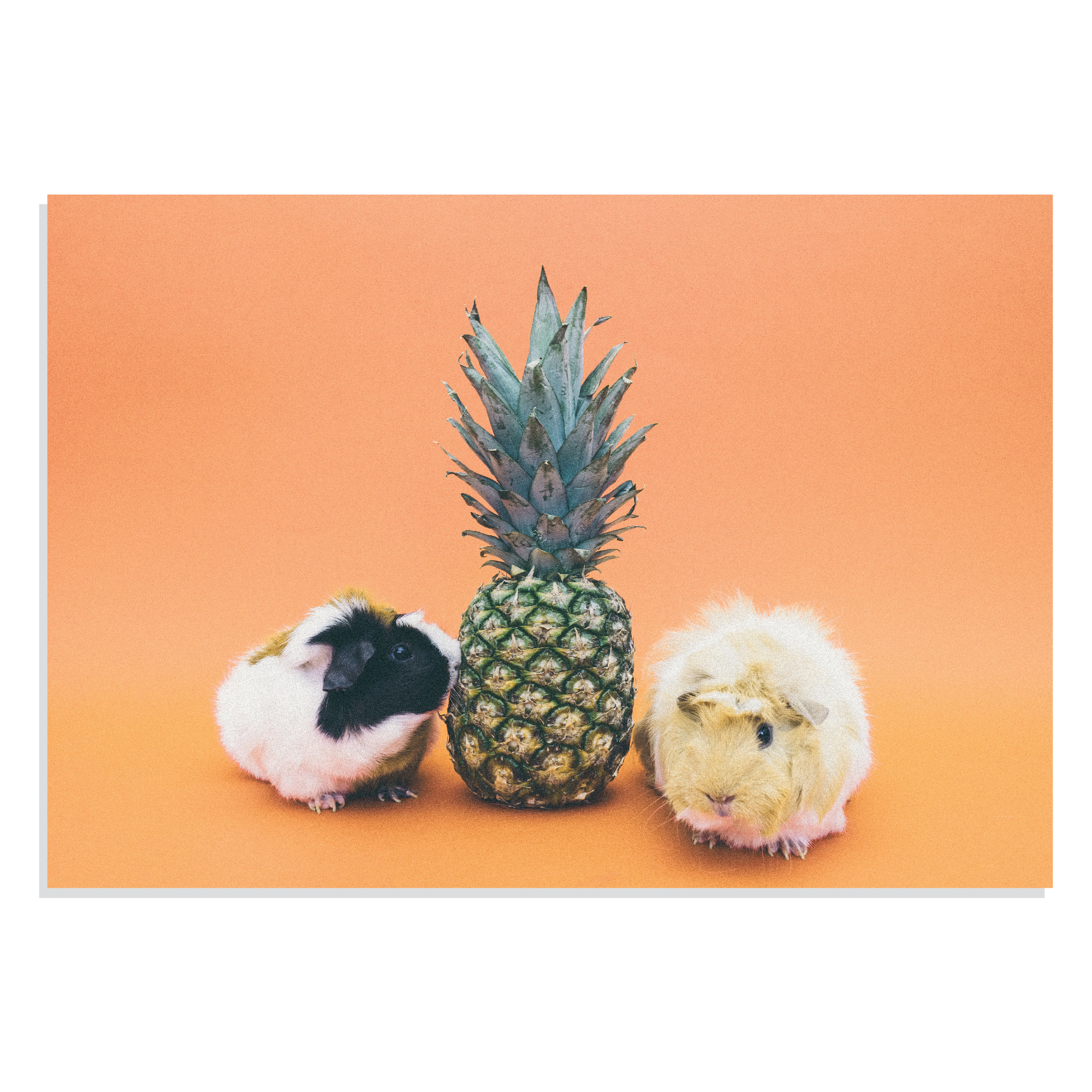 تابلو شاسی طرح حیوانات Guinea Pigs & Pineapple مدل NV0913