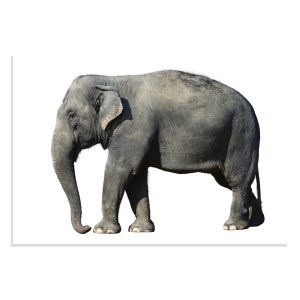 تابلو شاسی طرح حیوانات - فیل با زمینه سفید Elefant White Background مدل NV0910