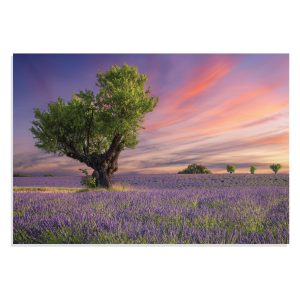 تابلو شاسی طرح دشت لاوندر Lavender Photography مدل NV0818