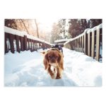 تابلو شاسی طرح حیوانات - سگ در خیابان برفی Dog Walking Winter مدل NV0926