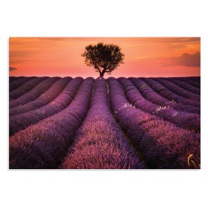 تابلو شاسی طرح دشت لاوندر Lavender Photography مدل NV0819