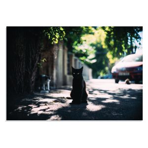 تابلو شاسی طرح حیوانات - گربه سیاه در خیابان Black Cat in Street مدل NV0907