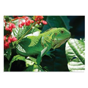 تابلو شاسی طرح حیوانات ایگوانا Iguana Reptile Lizard مدل NV0903